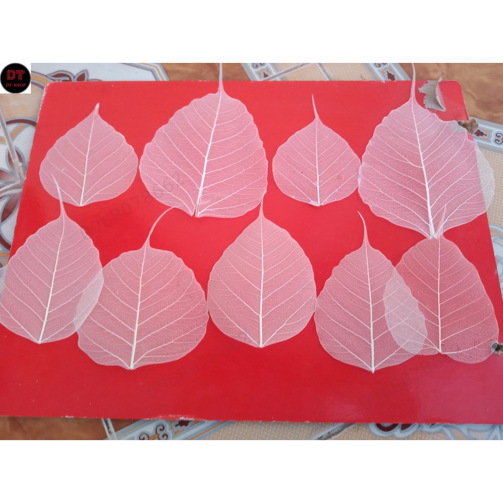 Set 10 xương lá bồ đề khô tự nhiên size to