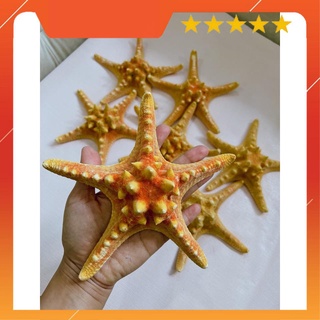 1 con Sao Biển Đỏ To 18cm