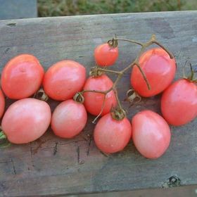HẠT GIỐNG CÀ CHUA TRỨNG HỒNG