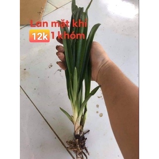 hoa lan mặt khỉ