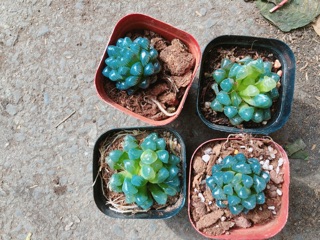 Kim Cương Xanh Dương (1 chậu)