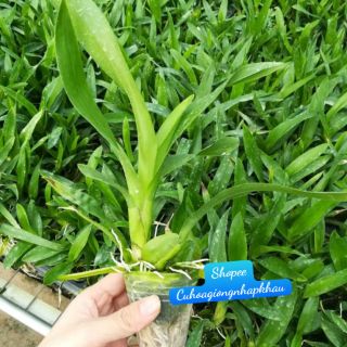 Combo 2 Chậu Vũ Nữ Hoa Thơm 3 Màu (2 Lọai Hoa)