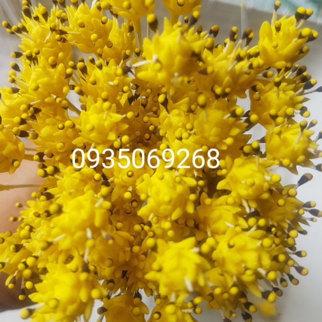 Nhụy hoa sao nhái(10sp)