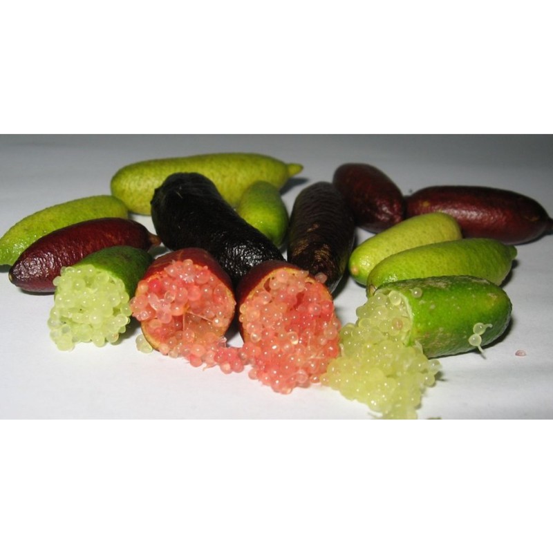 Cây giống chanh ngón tay + Tặng  phân hữu cơ cao cấp