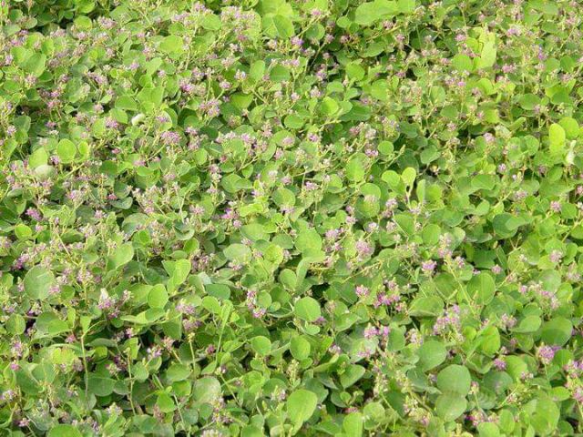 [Mã 267FMCGSALE giảm 8% đơn 500K] Kim Tiền Thảo khô trị sỏi mật 1kg | BigBuy360 - bigbuy360.vn