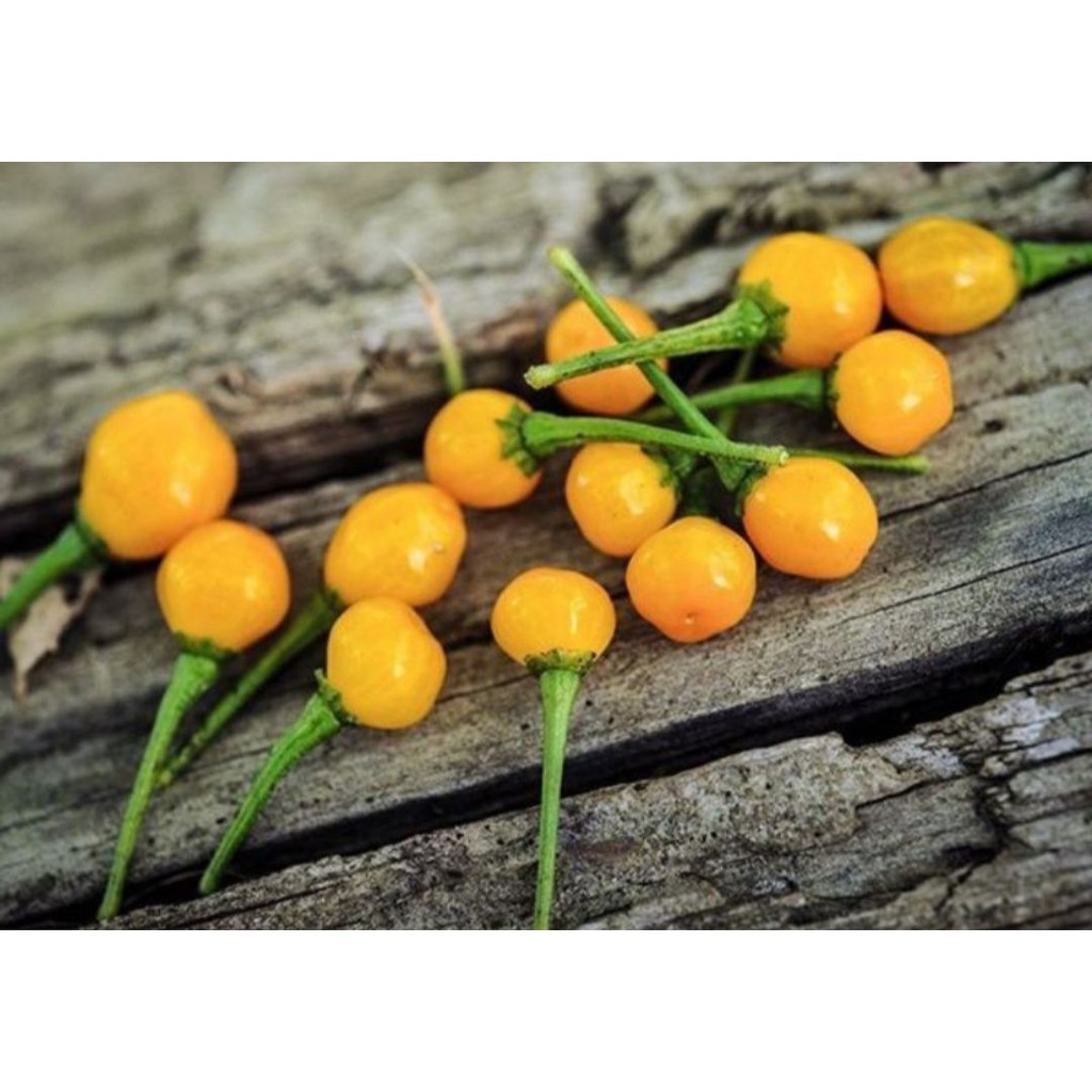 20h Giống Ớt Mắc Nhất Thế Giới Aji Chaparita