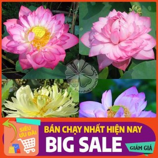 [Chất lượng cao] [Free ship] hạt giống SEN MINI NHẬT gói 50 hạt nhiều màu - sen nhật mini - sen nước cảnh - sen mini