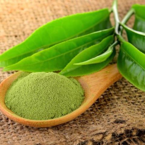 Combo 2 Cây chè xanh Thái Nguyên giống dùng pha trà,làm bánh .