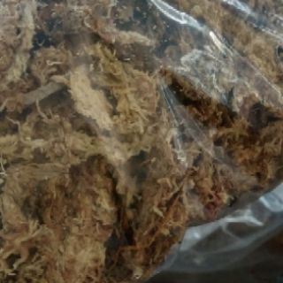 Dớn Chile trồng Lan 100g