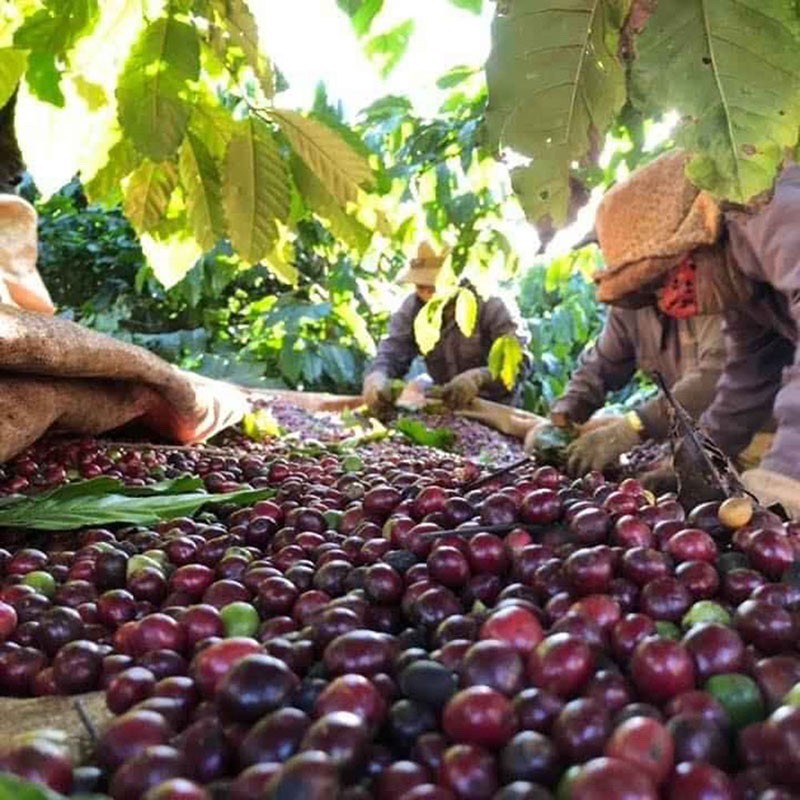 Cà phê Robusta Honey nguyên chất rang mộc 100% V'Ori 500gr vị đắng đầm, chua nhẹ thơm nồng dùng pha phin. | BigBuy360 - bigbuy360.vn