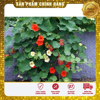 Bộ gói hạt giống hoa Sen cạn