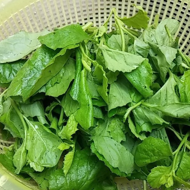 100h Hạt Giống Cải Trời luckyseed hạt siêu rẻ