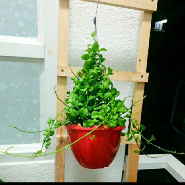 Chậu treo Đô La loại lớn