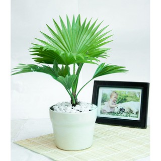 Cây cọ giống