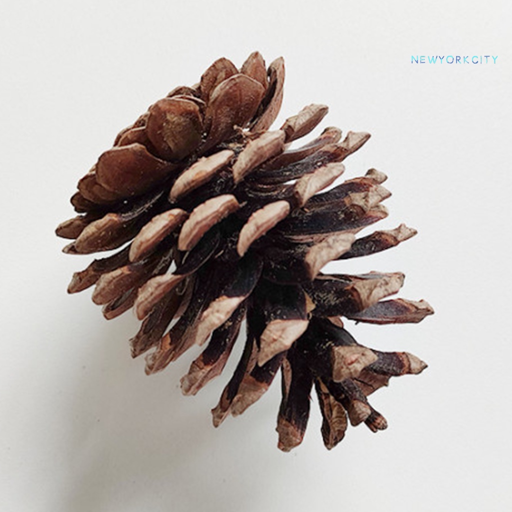 Bóng Đồ Chơi Mài Răng Cho Thỏ Nhiều Loại Chống Trầy Xước