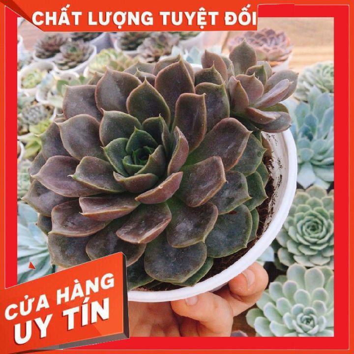 Sen đá bông hồng tím size trung ❌ FREE SHIP❌  xuất xứ Đà Lạt, đã thuần khí hậu