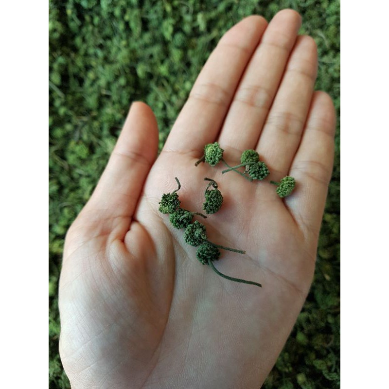 100g Nụ Tam Thất Bao Tử loại 1 xanh đẹp