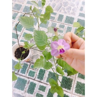 Chậu ngót nhật