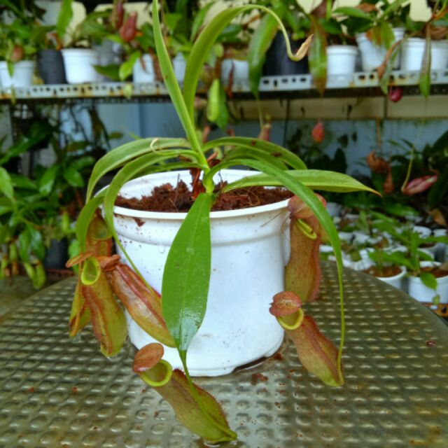 Cây nắp ấm mira x smile