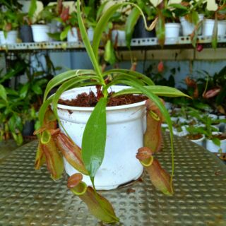 Cây nắp ấm mira x smile