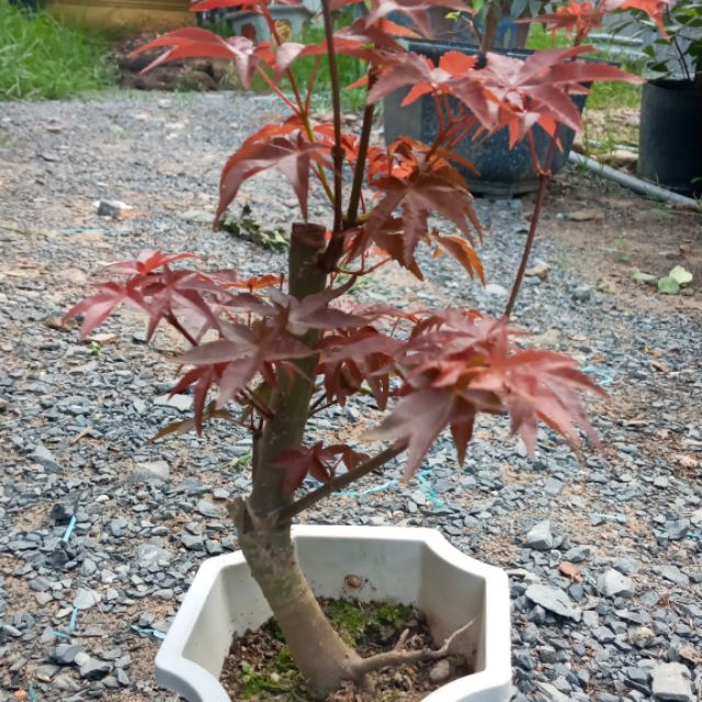 Cây Phong lá đỏ bonsai để bàn