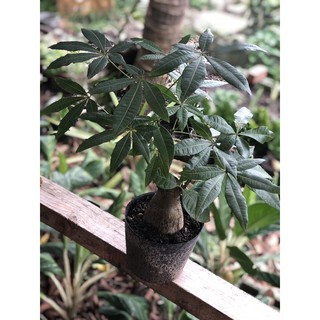 Cây kim ngân lớn một thân