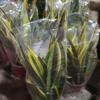 Cây 🌲 Lưỡi hổ Hoàng kim( giống mới)