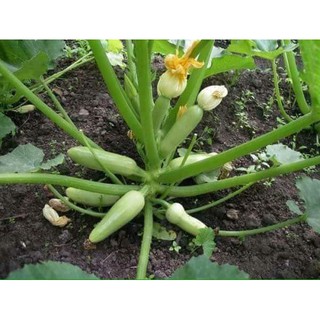 Hạt Giống Bí Ngòi Xanh ( Zucchini )