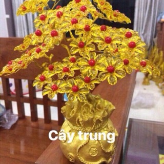 Cây kim tiền 10 cành