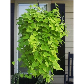 Dây khoai lang giống ăn ngọn và lá