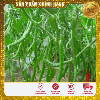 Hạt Giống Ớt Đậu Đũa ớt sung dài ( gói 30 hạt)