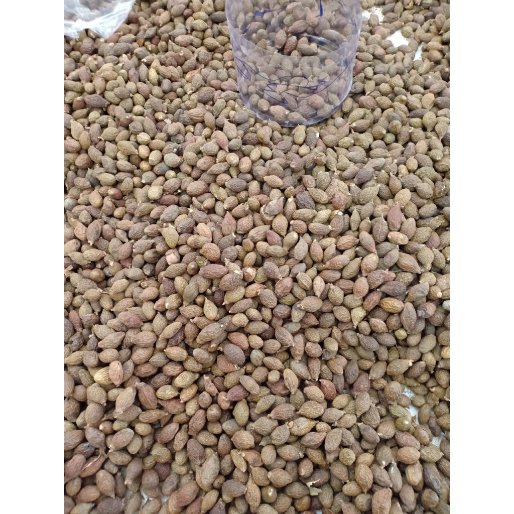 Hạt ươi (hột đười ươi) kon tum 1kg hút chân không | BigBuy360 - bigbuy360.vn