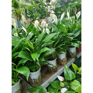 Cây lan ý trồng thủy sinh - cây cảnh để bàn