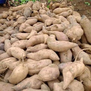 COMBO 2KG CỦ SÂM ĐẤT NGON NGỌT