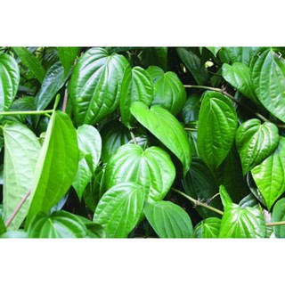 Lá Trầu Không tươi để xông ( 500g)