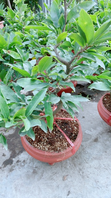 Chậu Mai Vàng