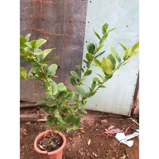 [Xả - Cắt Lỗ ] Cây Chanh Vàng Mỹ