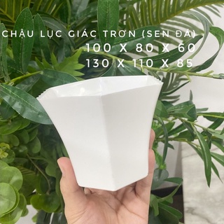 CHẬU NHỰA SEN ĐÁ