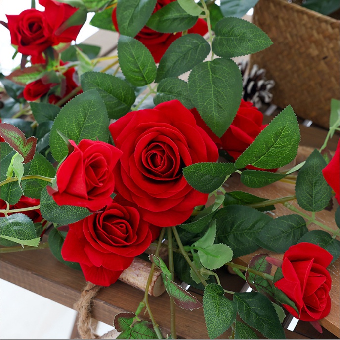 Dây leo hoa hồng nhung đỏ sang trọng