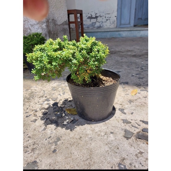 Caykiengsadec cây linh sam hạt gạo, bonsai mini sam hạt gạo tân phú, trang trí sân nhà