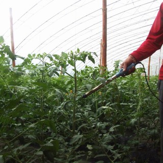 Máy thụ phấn Cà chua SUKA-8701, Dụng cụ hỗ trợ thụ phấn Cà chua