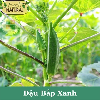 Hạt giống đậu bắp xanh