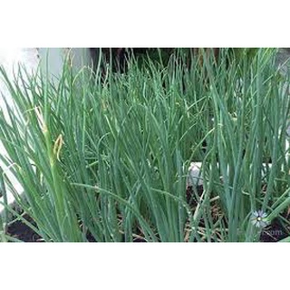 [ Deal 3K ] - 200 hạt giống Hành lá ( Hạt giống Thanh Tâm )