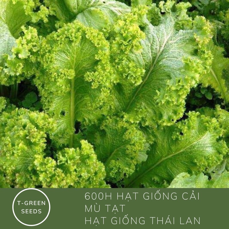 Hạt giống cải mù tạt