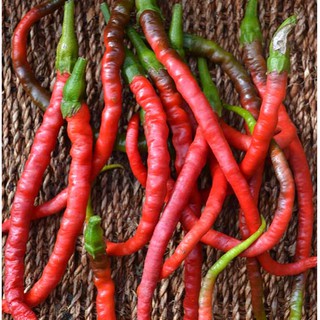 (200-300 hạt) Hạt giống ớt tóc dài hair pepper chilli)
