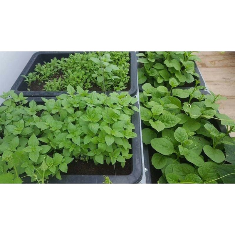 Phân Sơ Dừa SFARM Đã Qua Xử Lý Sạch Sẽ Và Nhuyễn