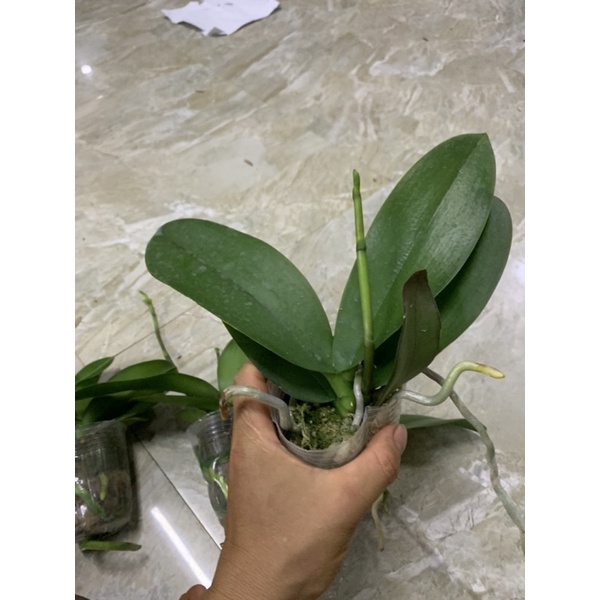 Lan Hồ Điệp lỗi lá SH2