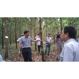 cây giống Keo Lai (tràm lai)