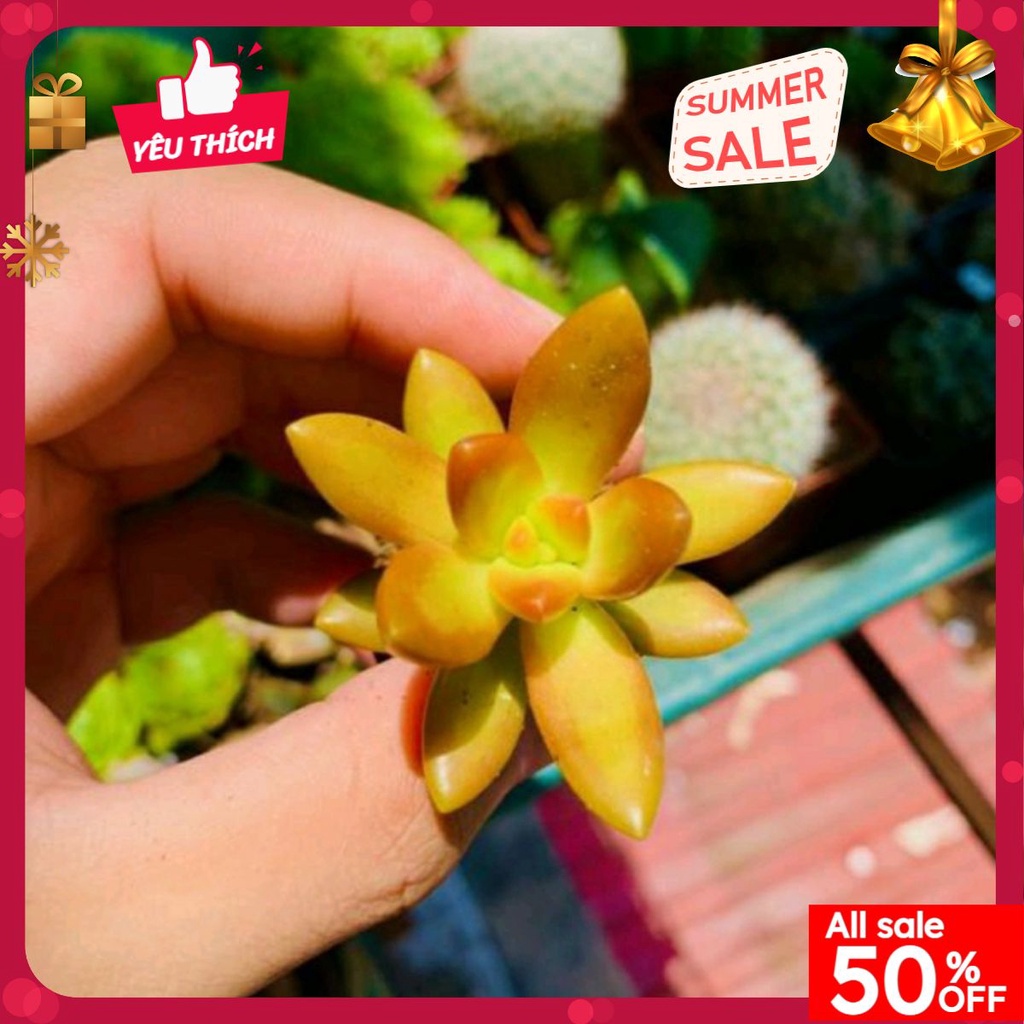 [Sen Đá] - [SIÊU XỊN] CÂY SEN ĐÁ VÀNG MINI ( DỄ TRỒNG, ĐÃ THUẦN KHÍ HẬU )