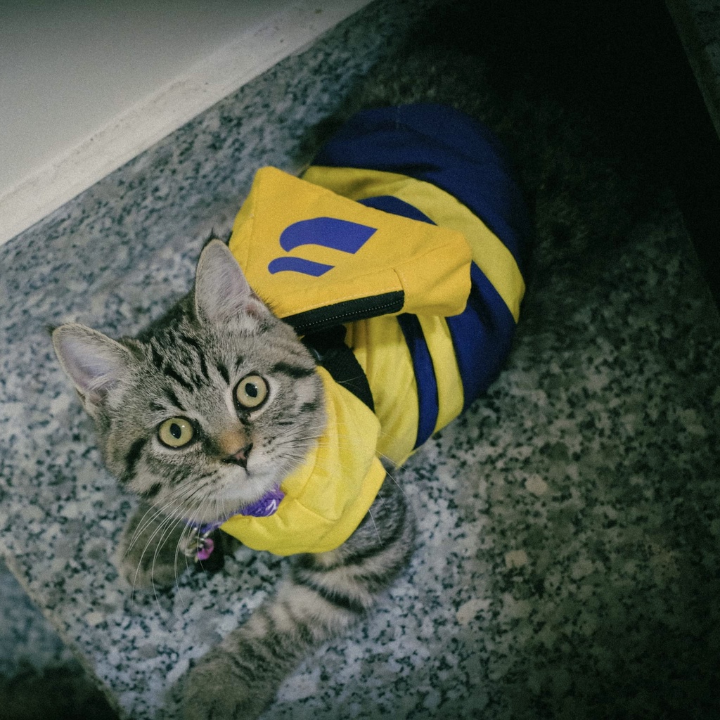 Đồng phục Bee cho thú cưng